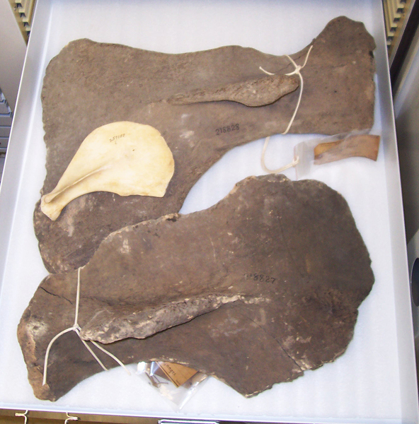 Hydrodamalis_scapula