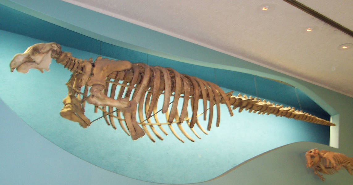 Hydrodamalis_skeleton