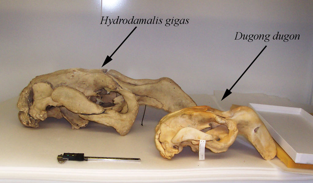 Hydrodamalis_skull