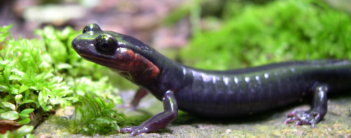 Photo of Plethodon jordani