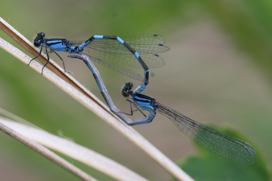 Coenagrionidae