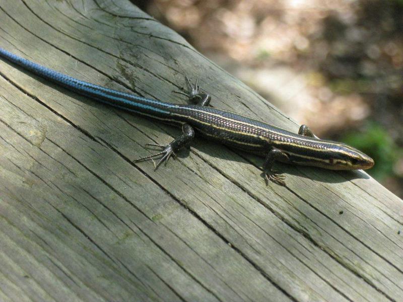 Squamata