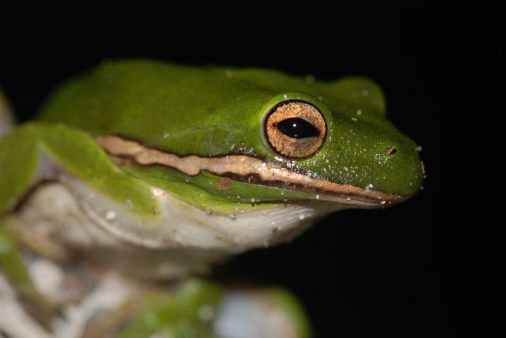 Photo of Hyla cinerea