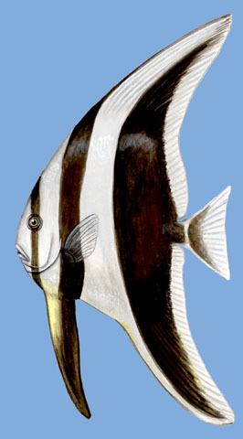 Euteleostomi