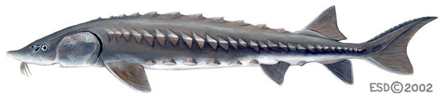 Euteleostomi