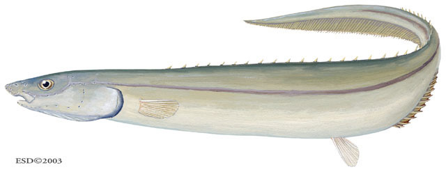 Euteleostomi