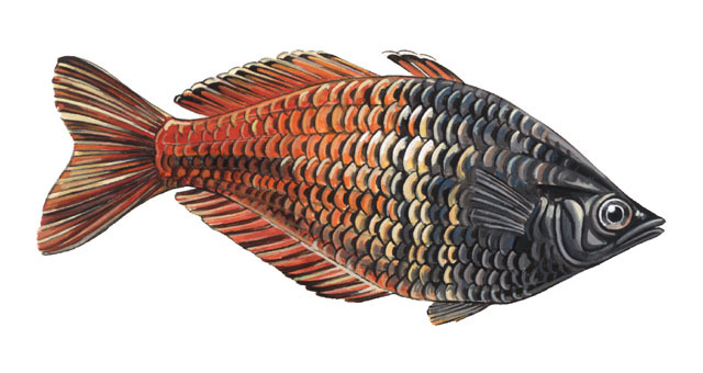 Euteleostomi