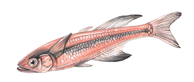 Deuterostomia