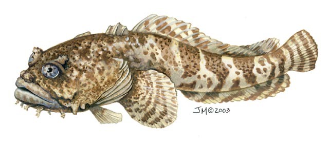 Euteleostomi