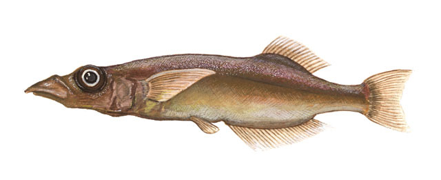 Adrianichthys_kruyti