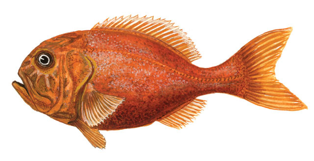 Euteleostomi