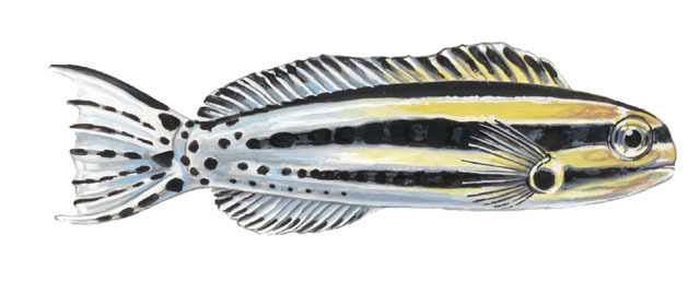 Deuterostomia