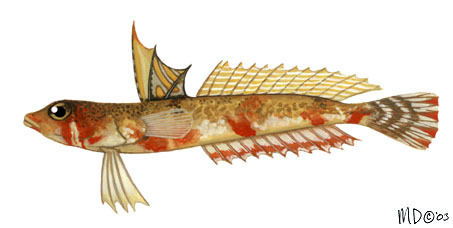 Euteleostomi