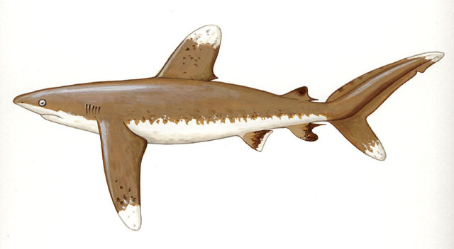 Chondrichthyes