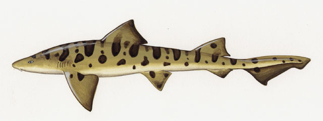 Photo of Triakis semifasciata