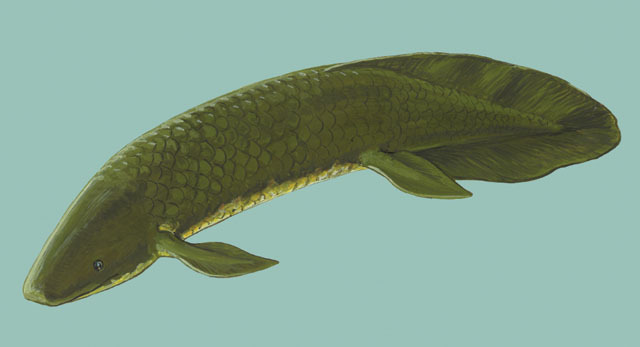 Euteleostomi