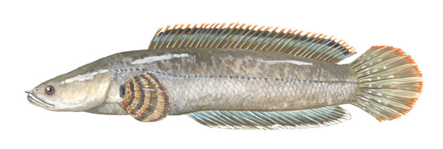 Deuterostomia