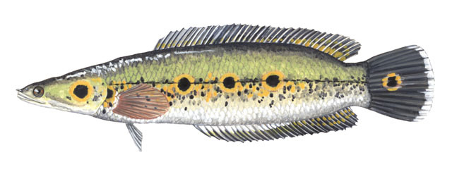 Channa_pleurophthalmus