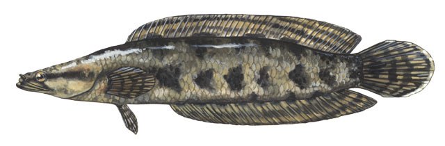 Vertebrata