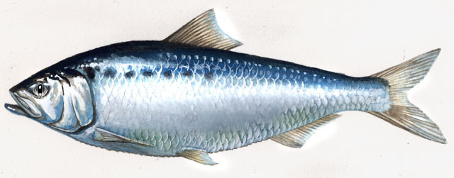 Alosa sapidissima