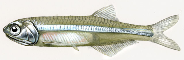 Deuterostomia