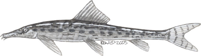 Eumetazoa