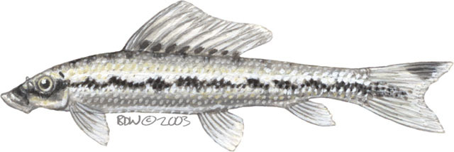 Gyrinocheilus_aymonieri