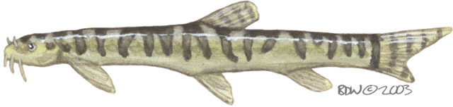 Deuterostomia