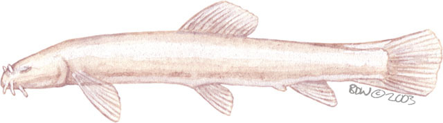 Deuterostomia