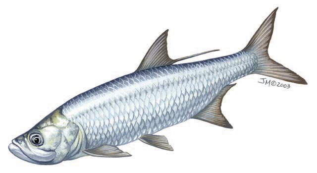 megalops_atlanticus