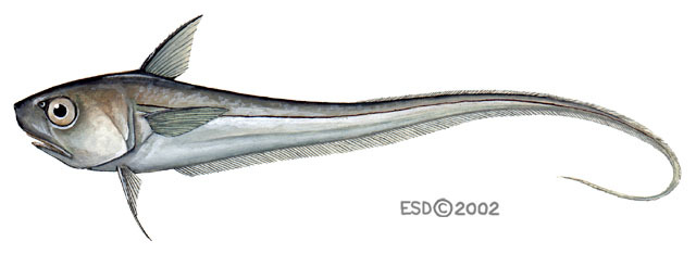 Euteleostomi