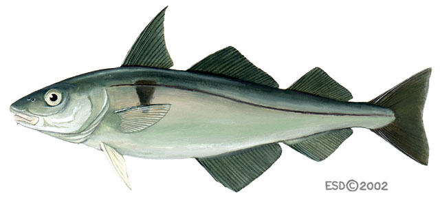 Melanogrammus_aeglefinus