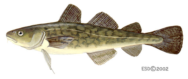 Euteleostomi