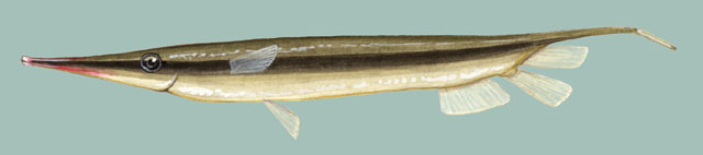 Aeoliscus