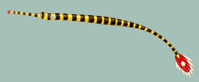 Doryrhamphus