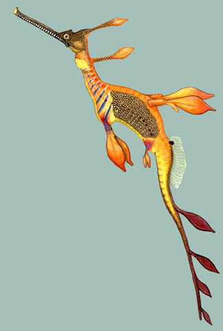 phyllopteryx_teaniolatus