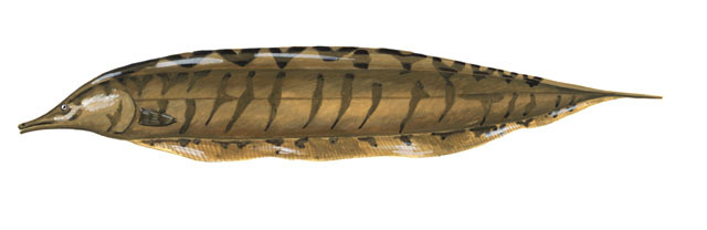 Photo of Rhamphichthys rostratus