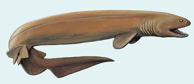 Deuterostomia