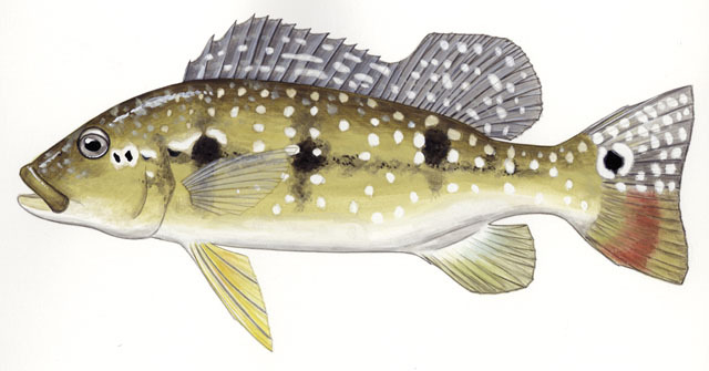 Cichla_temensis