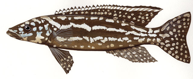 Photo of Lepidiolamprologus kendalli