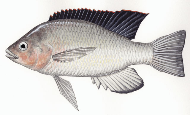 Deuterostomia