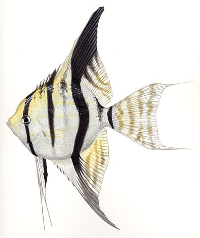 Cichlidae