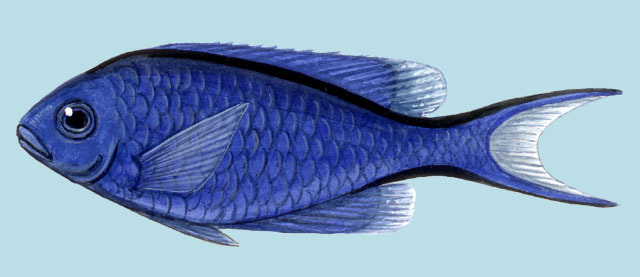 Deuterostomia