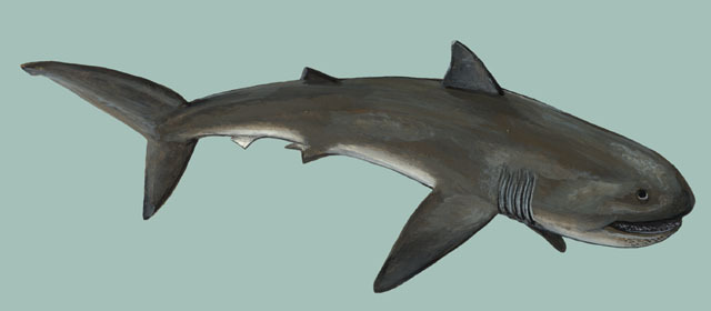 Deuterostomia