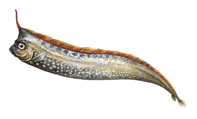 Deuterostomia