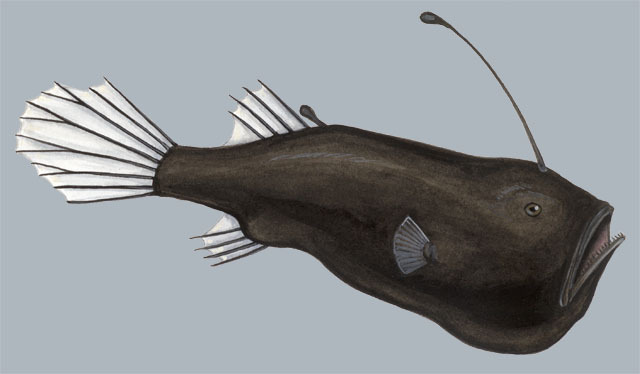 Deuterostomia