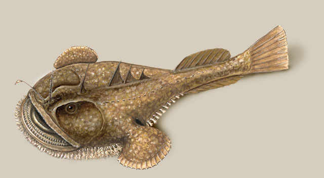 Lophius_americanus