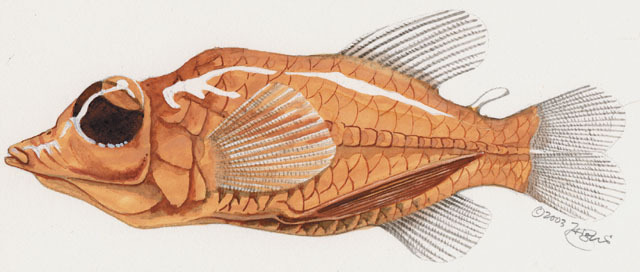 Euteleostomi