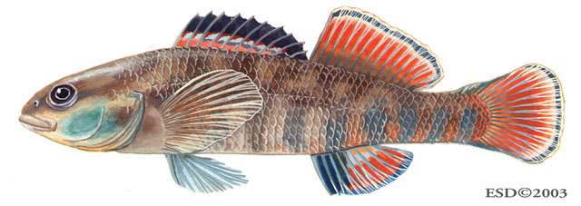 Etheostoma caeruleum