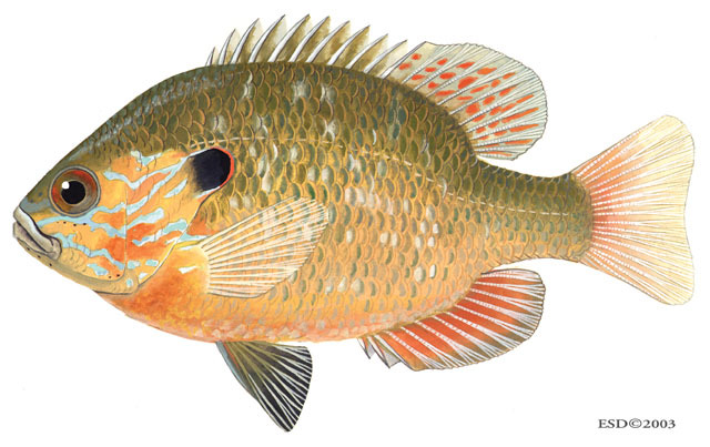 Lepomis_megalotis